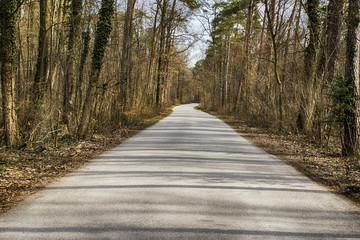 Walkway Lane Path With Trees in Forest. Beautiful Alley, road In Park. Way Through Autumn Forest. Germany