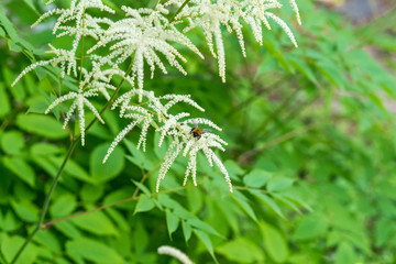 Aruncus dioicus white fluffy plant soft focus. Bumblebee gathers nectar