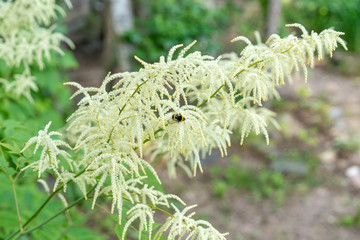 Aruncus dioicus white fluffy plant soft focus. Bumblebee gathers nectar