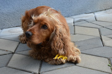 Dog