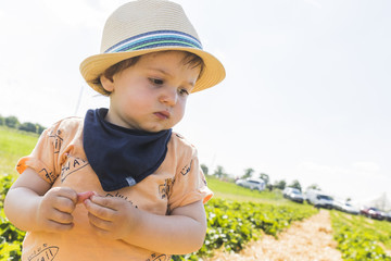 baby with straw hat picking strawberries in a strawberries field