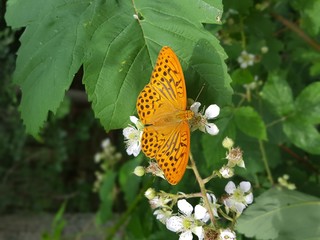 Fritillary butterfly with a blackberry blossoms branch
