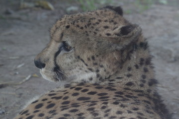 cheetah on the ground