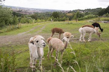 Herd Of Alpacas In Sheffield, UK.