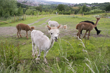 Herd Of Alpacas In Sheffield, UK.