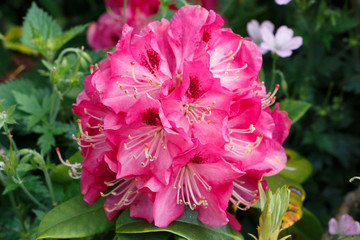 Fleurs de rhododendrons roses