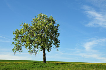 Fototapeta na wymiar single apple tree in spring