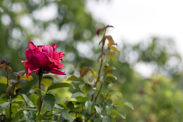 Red rose flower in the garden with green leaf. The calm image.