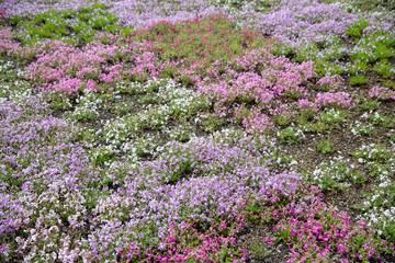 Fototapeta premium moss field at Shibazakura flower festival
