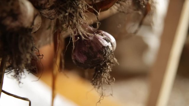 Fresh garlic - close up