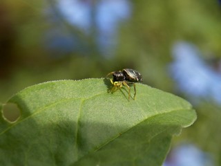 a small spider on the list
