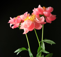 Beautiful peony flowers on black background