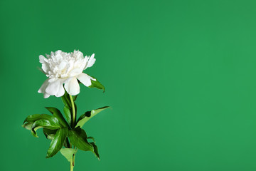 Beautiful peony flower on color background