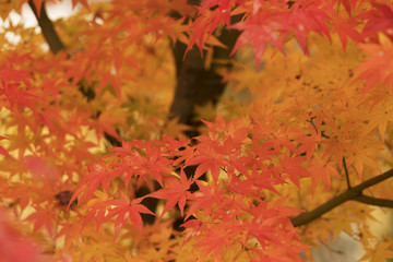 紅葉