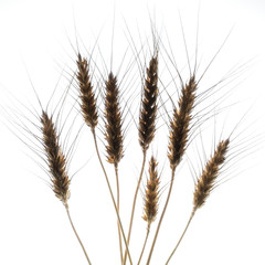 some ears of wheat in backlight with a white background