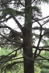 Fototapeta premium Pine Tree in Fall Season 