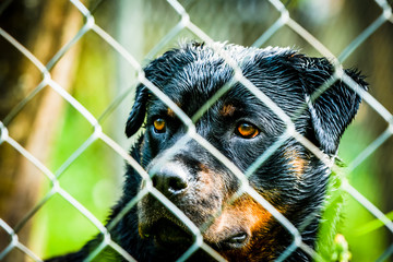Awesome dog - rottweiler
