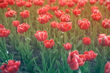 Fototapeta premium Beautiful tulips in a city flowerbed. Bright red tulips. Many flowering plants texture.