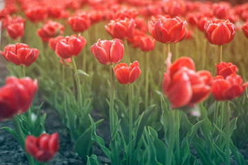 Obraz premium Beautiful tulips in a city flowerbed. Bright red tulips. Many flowering plants texture.