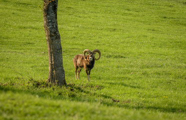 Wildlife in our country