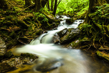 Small river in forest