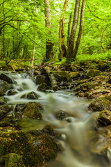 Small river in forest