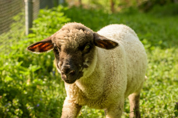 Fototapeta premium Our Sheep