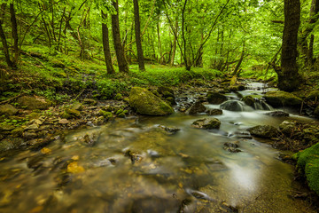 Small river in forest