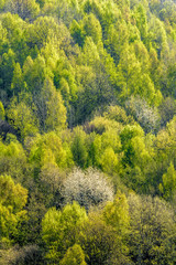 Trees in our forest