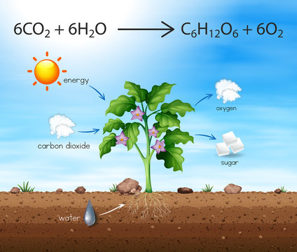 A Process of Tree Produce Oxygen