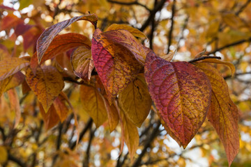 Autumn leaves