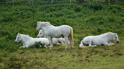 Fototapeta premium Chevaux blancs dans la lande de Bringuiller à Pleuleur-Bodou