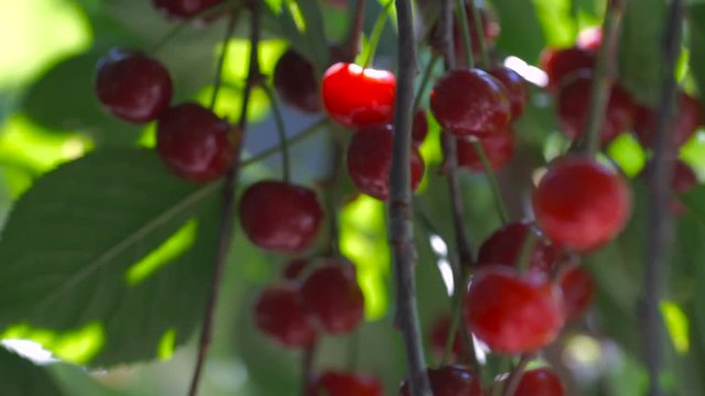 Red sour cherry tree branch with pair of tasty fruit on wind. Close-up cherry tree branches and fruit