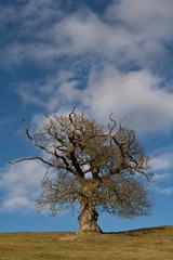 Lone tree on horizon