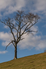 Lone tree on horizon