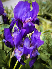 Irises in the garden