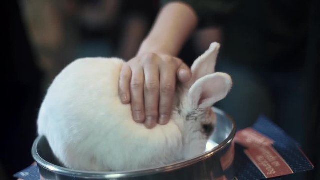 white rabbit pet