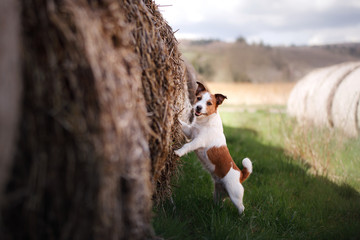 a small dog is standing by a haystack. Pet on the nature. Jack Russell Terrier