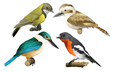 A Set of Birds on White Background