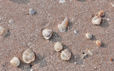 Fototapeta na wymiar Shells on the beach