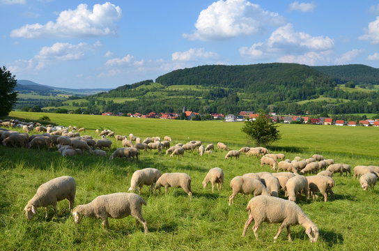 「Zibbe」の画像 117 件の Stock 写真、ベクターおよびビデオ Adobe Stock