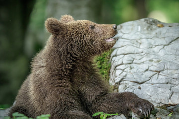 Brown bear in central European wilderness