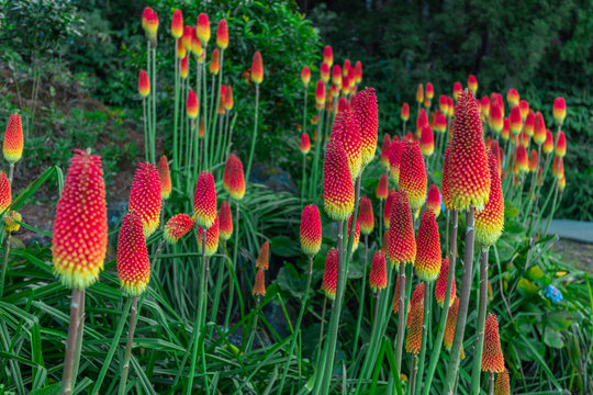 Red hot pokers field at les Makes in Saint Louis, Reunion Island 