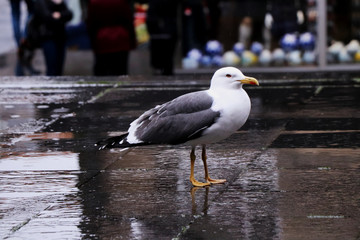 A European herring gull standing on the square in rain day