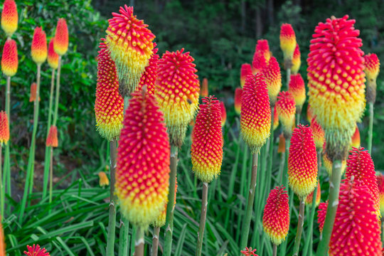 Red hot pokers field at les Makes in Saint Louis, Reunion Island 