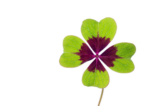 Four-leaf isolated clover on white background