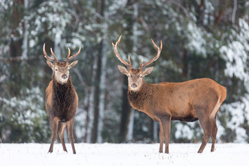Winter wildlife landscape. Noble deers Cervus Elaphus. Two deers in winter forest. Deer with large Horns with snow looking at camera