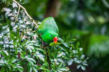 Green eclectus parrot sitting on branch