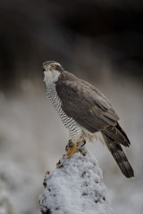 A wild male northern goshawk in winter