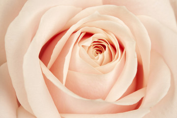 Blossoming buds of beautiful, delicate, creamy roses.